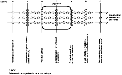 Figure 1 (Brunswik, 1939, p. 37)
